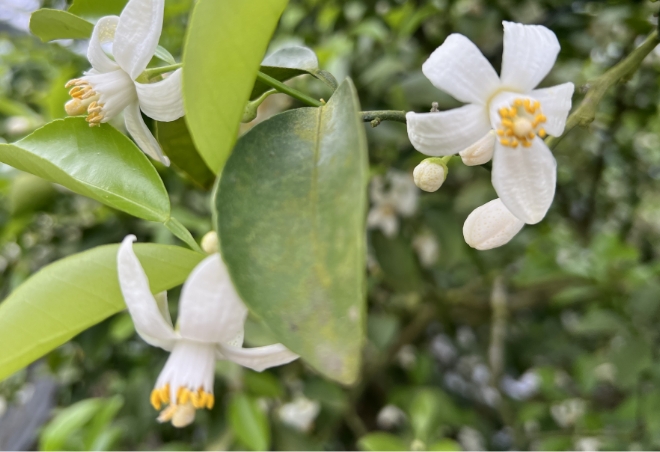 可憐な小夏の花