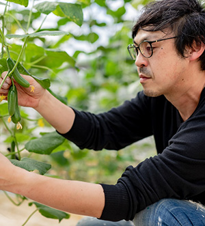 きゅうり収穫写真