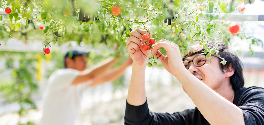 トマト収穫写真