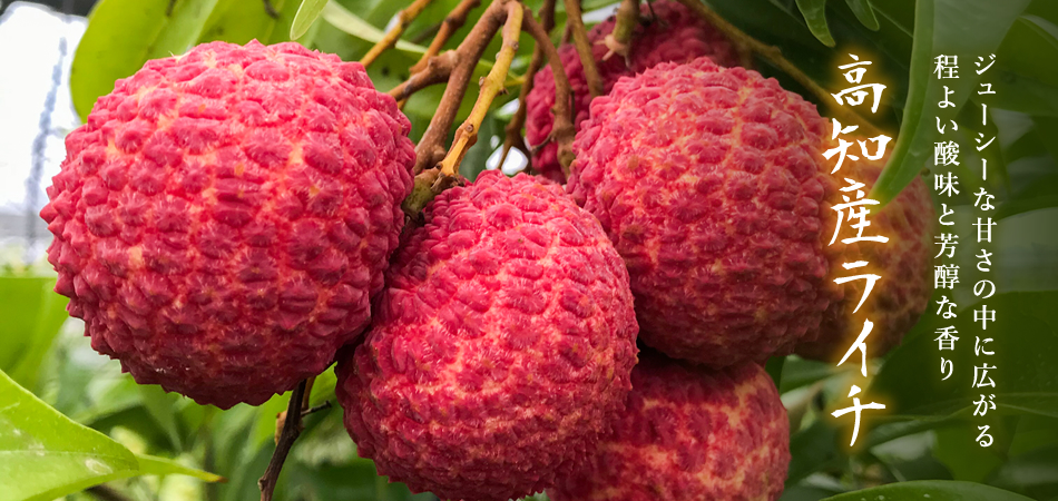 生ライチの通販 高級フルーツ専門店 武田青果 Fruit Takeda