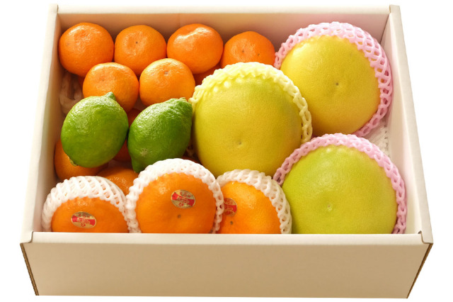 土佐の冬だより