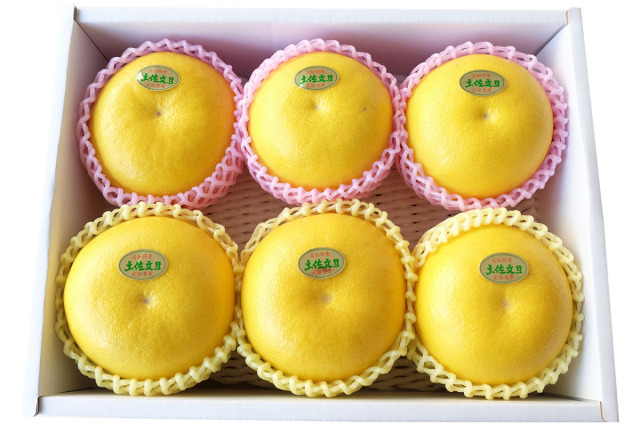 温室露地土佐文旦