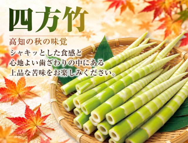 四方竹