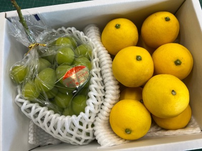 シャインマスカット